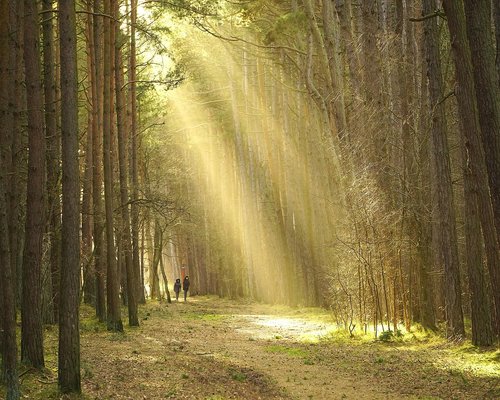Person taking a gentle walk in a green urban park